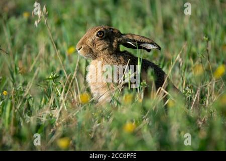 Brown hare sitting among long grass and wild flowers Stock Photo