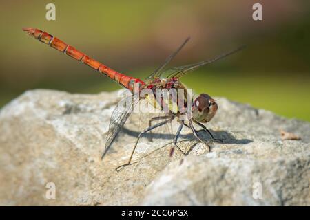 male common darter dragonfly sitting on a rock Stock Photo