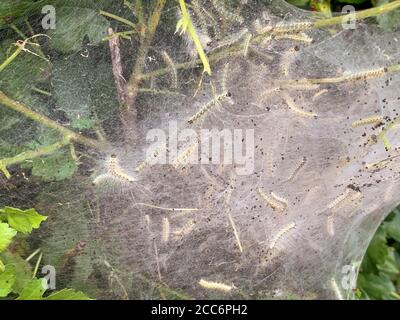 Small fall webworm moth caterpillars or larvea in webbed nest on green bush branches. Stock Photo