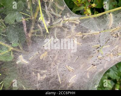 Small fall webworm moth caterpillars or larvea in webbed nest on green bush branches. Stock Photo