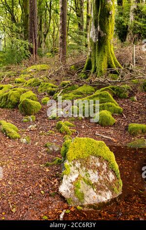 Forest by Llyn Trawsfynydd, Wales Stock Photo