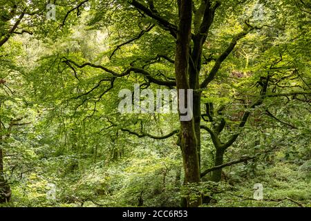 Forest by Llyn Trawsfynydd, Wales Stock Photo