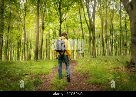 Male backpacker walking through a wooded forest, back view.