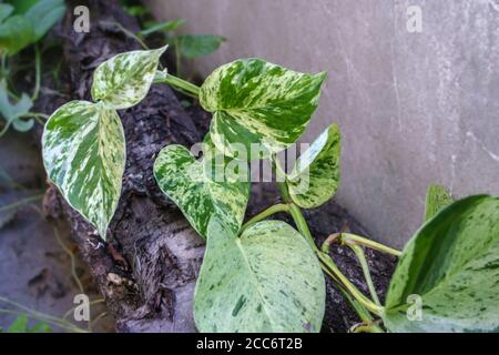 Scindapsus liana growing outdoors Stock Photo