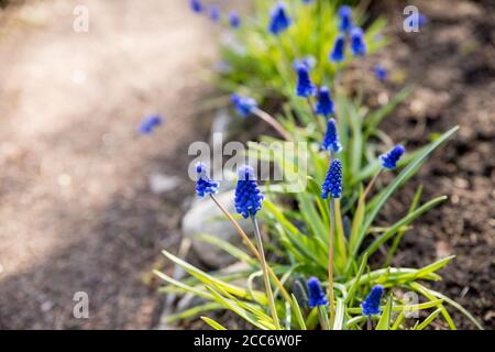 Beautiful first spring perennial bulbous flowers blue muscari, grape hyacinth, bluebells, bluebonnets on the flowerbed.flowers muscari on the Stock Photo