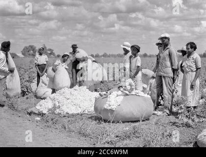 1930S GROUP OF AFRICAN-AMERICAN FARM WORKERS STANDING AT EDGE OF ROAD WITH BAGS OF PICKED COTTON LOUISIANA USA  - c6243 HAR001 HARS JUVENILE STYLE YOUNG ADULT TEAMWORK PICKING COTTON EDGE LIFESTYLE FEMALES JOBS POOR RURAL UNITED STATES COPY SPACE FULL-LENGTH LADIES PERSONS UNITED STATES OF AMERICA MALES TEENAGE GIRL TEENAGE BOY AGRICULTURE B&W NORTH AMERICA GOALS NORTH AMERICAN SKILL OCCUPATION SKILLS AFRICAN-AMERICANS AFRICAN-AMERICAN BLACK ETHNICITY LABOR LOUISIANA PRIDE OCCUPATIONS PICKED SOUTHERN SHARE CROPPER 13 COOPERATION COTTON FIELDS DIFFICULT JUVENILES MID-ADULT MID-ADULT MAN Stock Photo