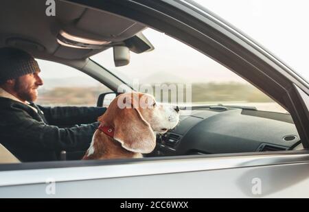 Warm dressed man enjoying the modern car driving with his beagle dog sitting on the co-driver passenger seat. Stock Photo