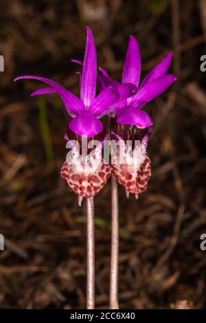 Calypso Orchid, Fairy Slipper, Venus Slipper, Angel Slipper, Deer's Head Orchid (Calypso bulbosa) Stock Photo