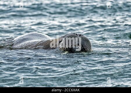 Walrus (Odobenus rosmarus),  in sea at Torellnesfjellet, Nordaustlandet, Svalbard, Norway