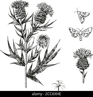 Black and white ink engraving illustration with thistle flowers. Stock Vector