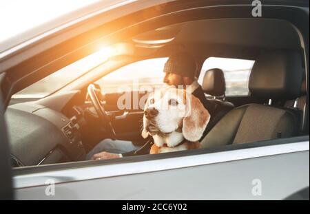 Warm dressed man enjoying the modern car driving with his beagle dog sitting on the co-driver passenger seat. Funny pets concept image. Stock Photo