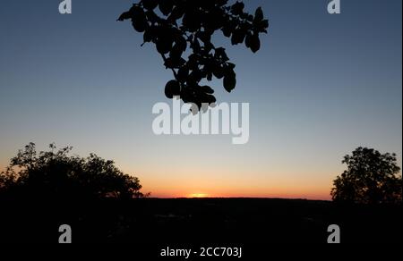 Silhouette of several fruit trees, in the foreground branch with apples (malus), in the background the sun is setting. Germany, Swabian Alb. Stock Photo