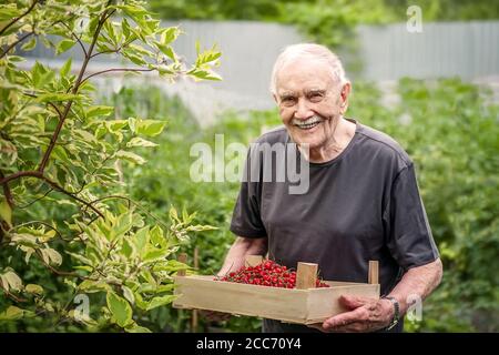 old man holds a wooden box with a red berry. A gray-haired old man is working in the garden, harvesting crops. Happy grandfather smiles Stock Photo