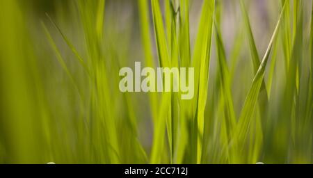 Leaves panoramic green grass background with copy space for text or image Stock Photo
