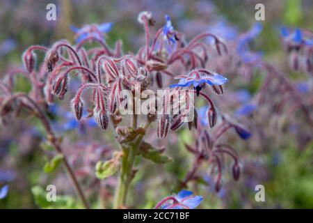 Borage (starflower) crop field in Wiltshire, England Stock Photo