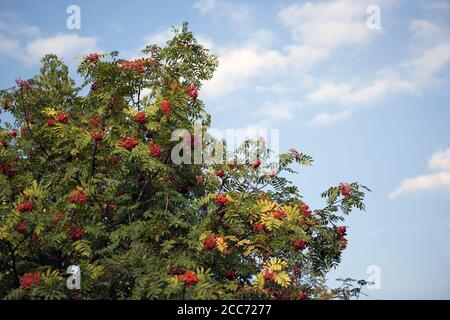 red berries on the rowan tree against the blue sky Stock Photo