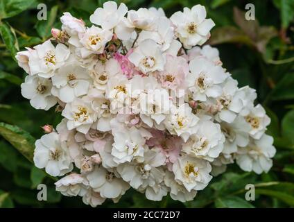 A macro shot of a bunched group of white wild roses. Stock Photo