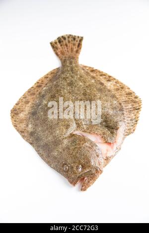 A raw, gutted turbot, Scophthalmus maximus, caught in the English Channel and photographed on a white background. England UK GB Stock Photo