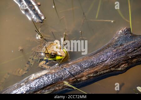 A green frog rests against floating wood in swampy water, with its head above water and its body submersed. Stock Photo
