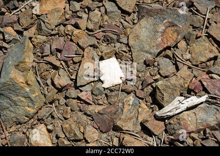 broken white chert arrowhead on rocky ground Stock Photo