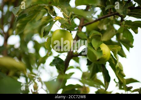 green ripe apples on the tree branch in summer garden Stock Photo