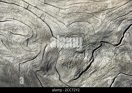 contorted and weathered gray wood background texture image Stock Photo