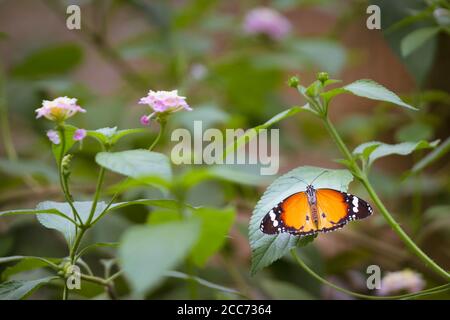 The Plain Tiger, also known as African queen or African Monarch is originally native to  Asia, Australia and Africa and belongs to the family Nymphali Stock Photo