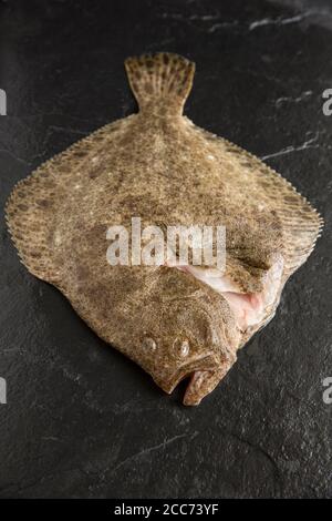 A raw, gutted turbot, Scophthalmus maximus, caught in the English Channel and photographed on a dark slate background. England UK GB Stock Photo