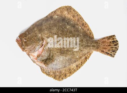 A raw, gutted turbot, Scophthalmus maximus, caught in the English Channel and photographed on a white background. England UK GB Stock Photo