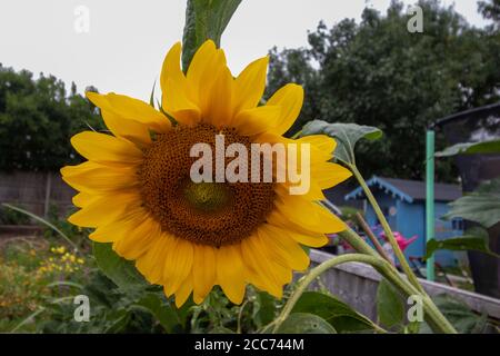 A big yellow sunflower in an urban garden in south Derbyshire Stock Photo
