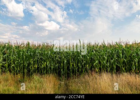 A filed of corn growing in the summer sunshine Stock Photo