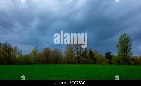 A tree without leaves at the edge of the forest in spring. Stock Photo