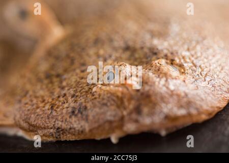 Detail of the head and eye of a sand sole, Pegusa lascaris, caught in the English Channel and photographed on a dark slate background. England UK GB Stock Photo
