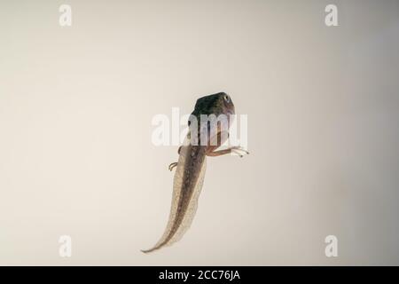 A Pacific Tree tadpole which has sprouted legs, but no arms, and still has a tail. In an aquarium. Stock Photo