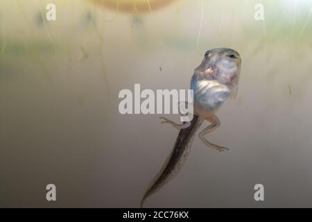 A Pacific Tree tadpole which has sprouted legs, but no arms, and still has a tail. In an aquarium. Stock Photo