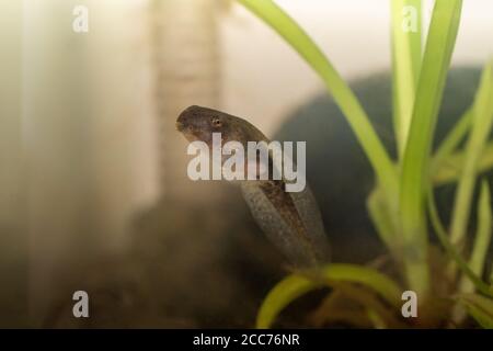 A Pacific Tree tadpole which has sprouted legs, but no arms, and still has a tail. In an aquarium. Stock Photo