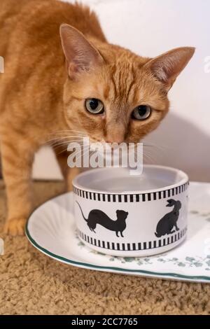 Gabby, an orange tabby domestic shorthair cat Stock Photo