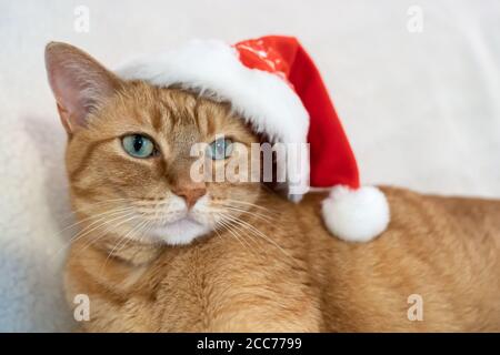 Gabby, an orange tabby domestic shorthair cat Stock Photo