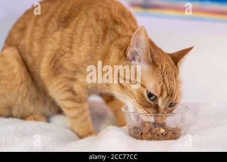 Gabby, an orange tabby domestic shorthair cat Stock Photo