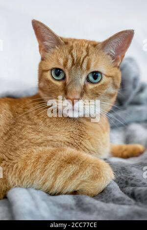 Gabby, an orange tabby domestic shorthair cat Stock Photo