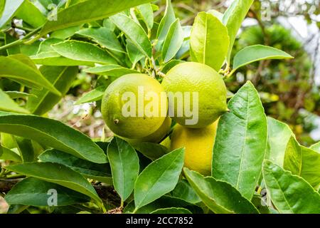 Lemons growing on a Lemon tree Stock Photo