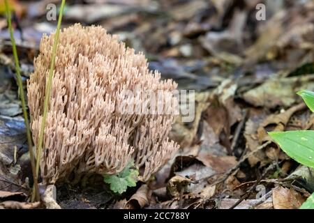Coral type mushroom on forest floor in Algonquin Provincial Park Stock Photo