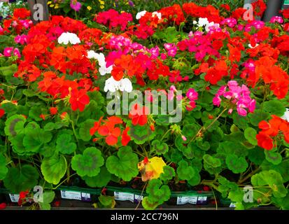 Red and pink Geranium plants in a garden centre for sale at £3.99 for a four pack or 4 packs for £15 Stock Photo