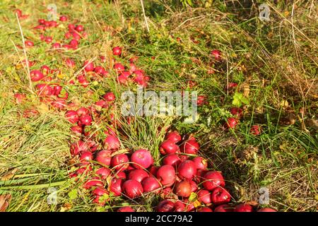 Sun shines on heap of wild red apples fallen to grass ground Stock Photo