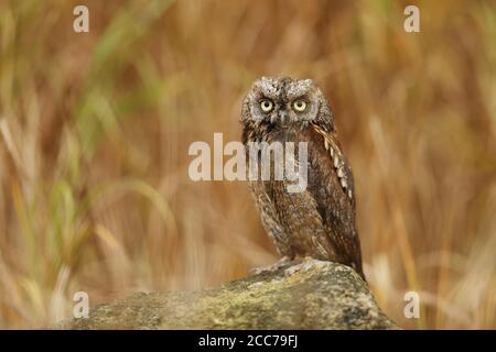 Eurasian scops owl. Otus scops. The wild nature of Bulgaria. Free nature. A beautiful picture of nature. Rhodopes. A little bird. Owl on the tree. Mou Stock Photo