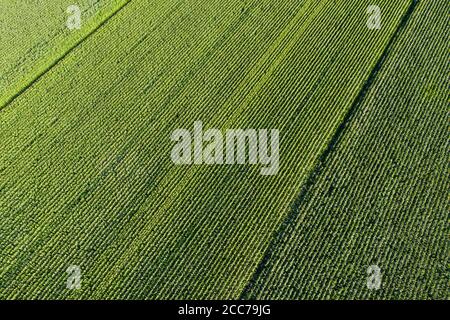 Aerial view of corn plantation Stock Photo