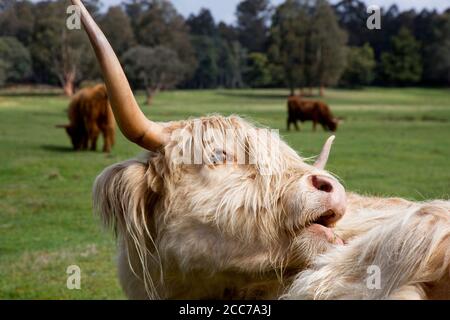 Humorous closeup on Scottish Highland cow in Central Highlands of Tasmania Stock Photo