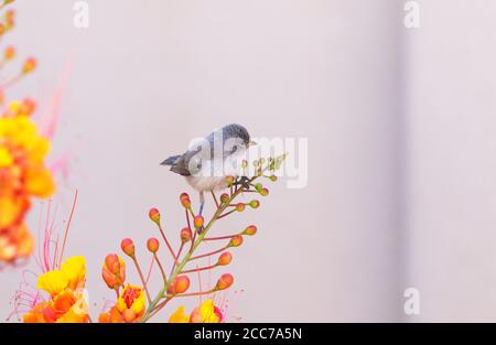 Gray juvenile Verdin perches on vivid flower tip with clean copy space available on right. Small, young bird with soft grey feathers in Arizona courty Stock Photo