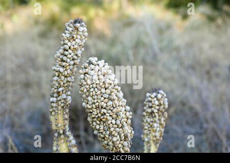 Plague of snails on a captus in summer. shot horizontal with natural light. Stock Photo