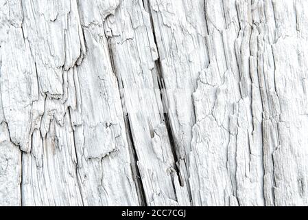 Texture of surface of a driftwood with deep longitudinal cracks Stock Photo